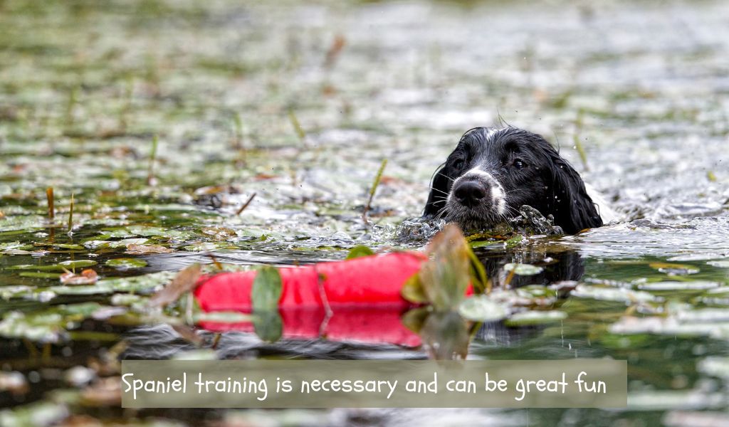 Training your spaniel: Essential commands for a well-behaved companion 2 essential spaniel training commands