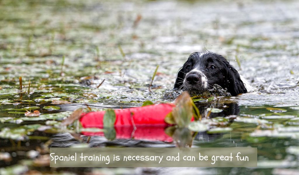 essential spaniel training commands