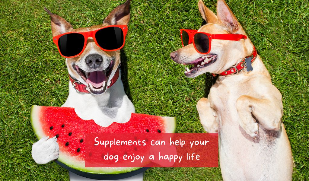 The benefits of using natural supplements for your dog’s health