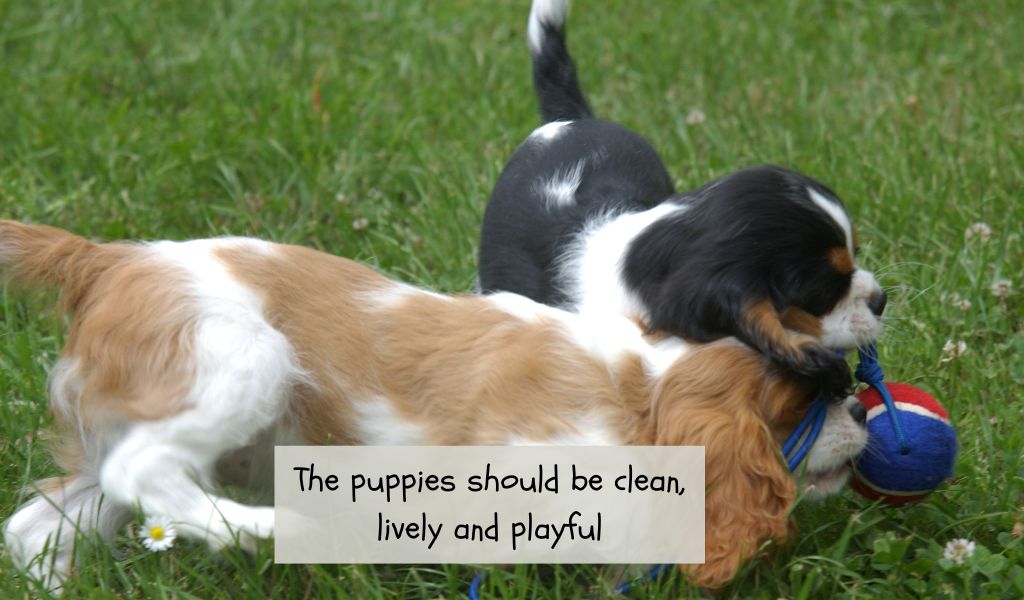 Finding a reputable Cavalier King Charles spaniel breeder