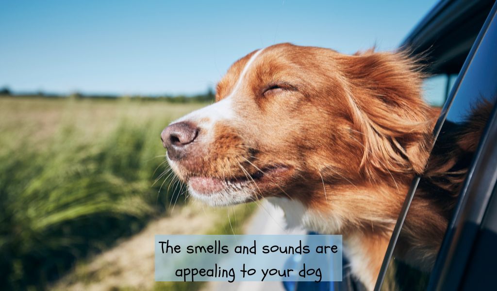 The smells and sounds are appealing to your dog