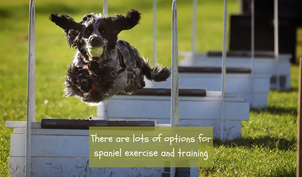 Are spaniels easy dogs?
