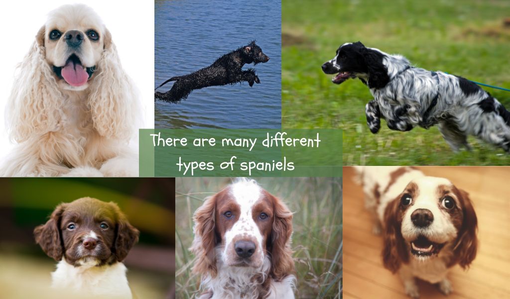 are spaniels easy dogs