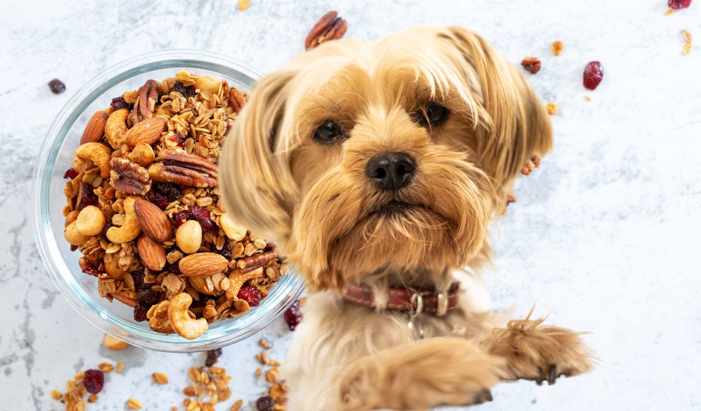 Can a dog have granola?