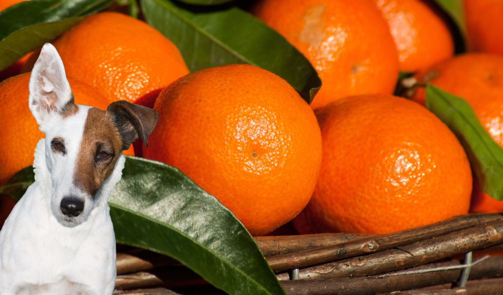 can dogs eat clementines