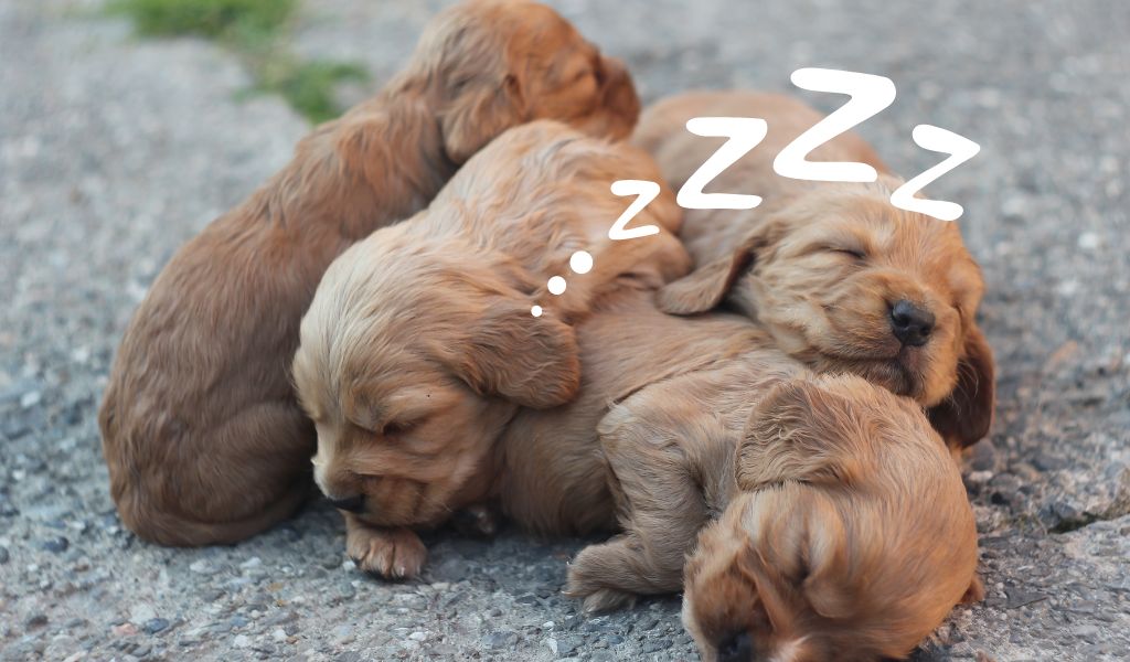 cocker spaniel puppies sleeping