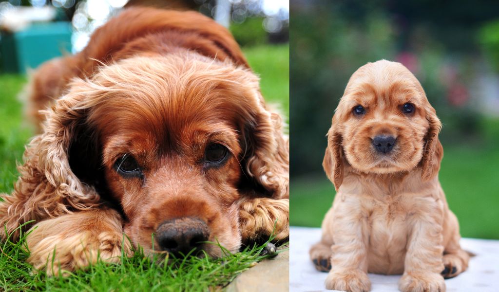 do cocker spaniels attach to one person