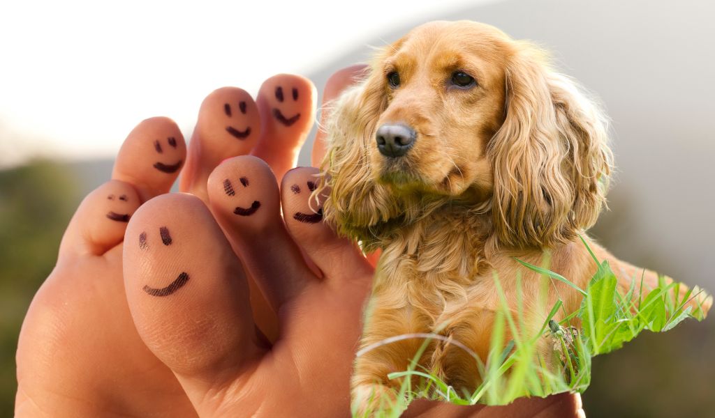 Why Cocker spaniels love to sit on your feet