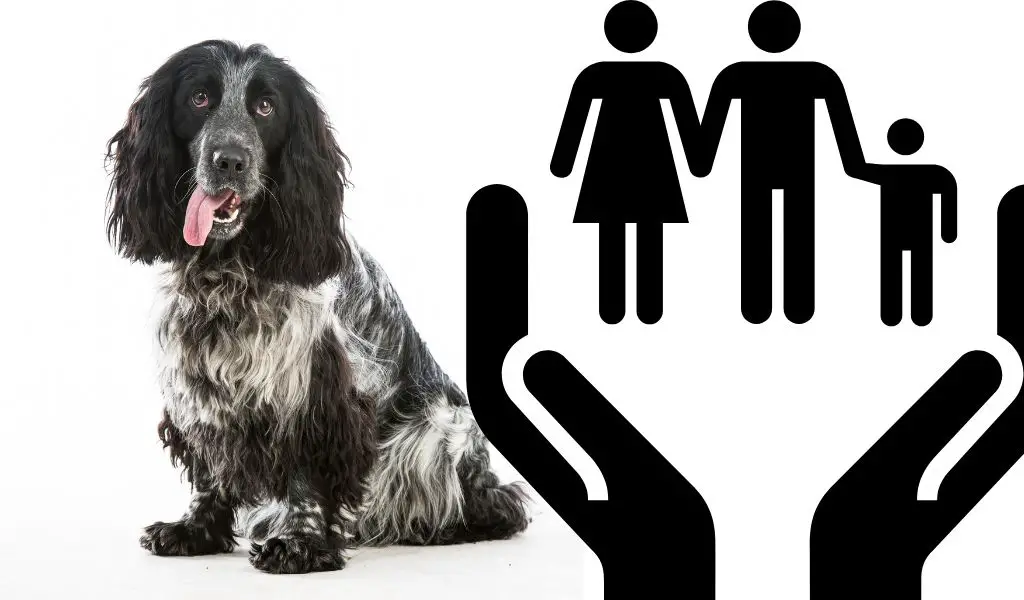 are cocker spaniels protective of their owners