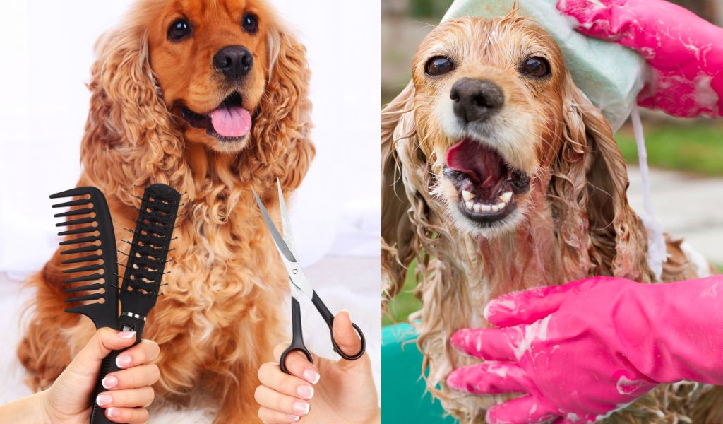 How often do Cocker spaniels need grooming?