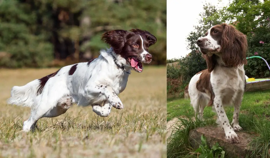 How often should you take your Springer spaniel for a walk?