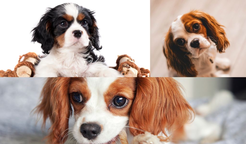 do cavalier king charles spaniels make good pets