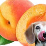 Can a dog eat peaches?