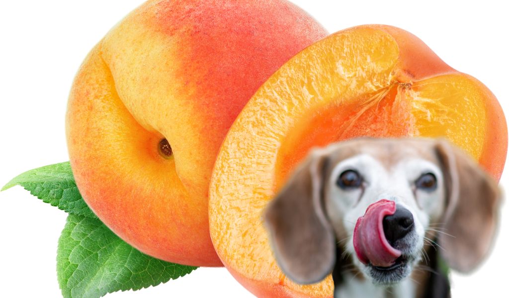 Can a dog eat peaches?