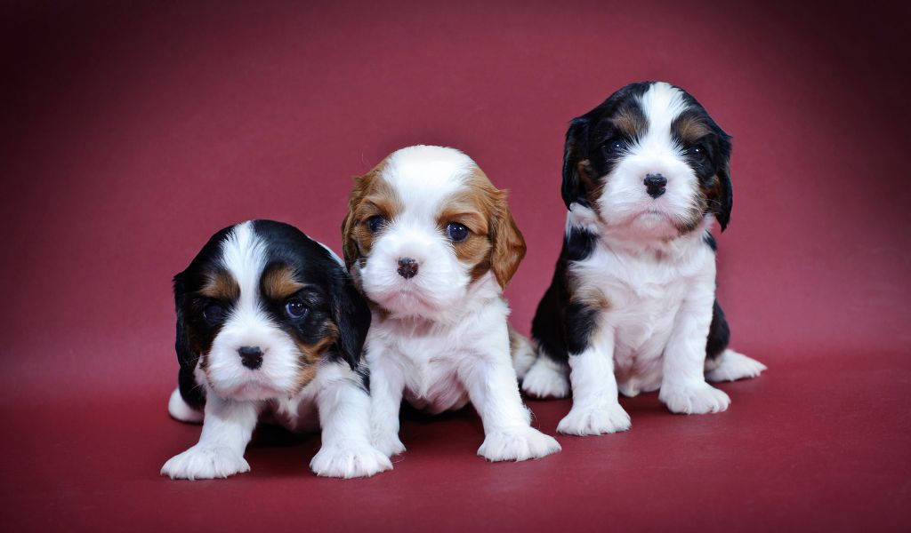 Cavalier King Charles spaniel breeding