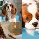 Finding a reputable Cavalier King Charles spaniel breeder