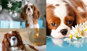 Finding a reputable Cavalier King Charles spaniel breeder