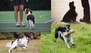Training your spaniel: Essential commands for a well-behaved companion