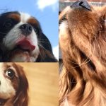 When should you start training a Cavalier King Charles?
