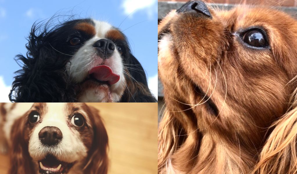 When should you start training a Cavalier King Charles?