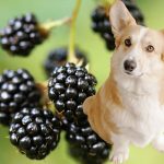 Can dogs eat blackberries?