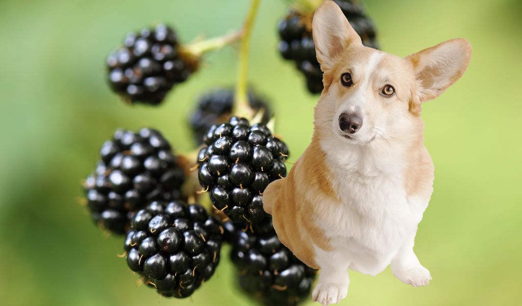 can dogs eat blackberries