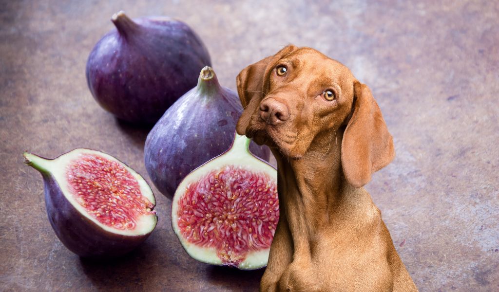 can dogs eat figs