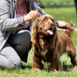 How much exercise does a Sussex spaniel need?
