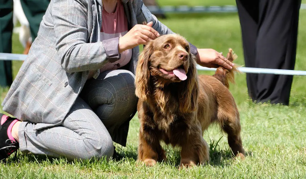 How much exercise does a Sussex spaniel need?