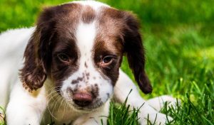 Keeping your Springer spaniel puppy in top health