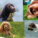 Are spaniels easy dogs?
