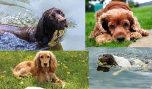 Are spaniels easy dogs?