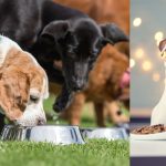 Feeding Your Dog: A Complete Guide to Proper Nutrition