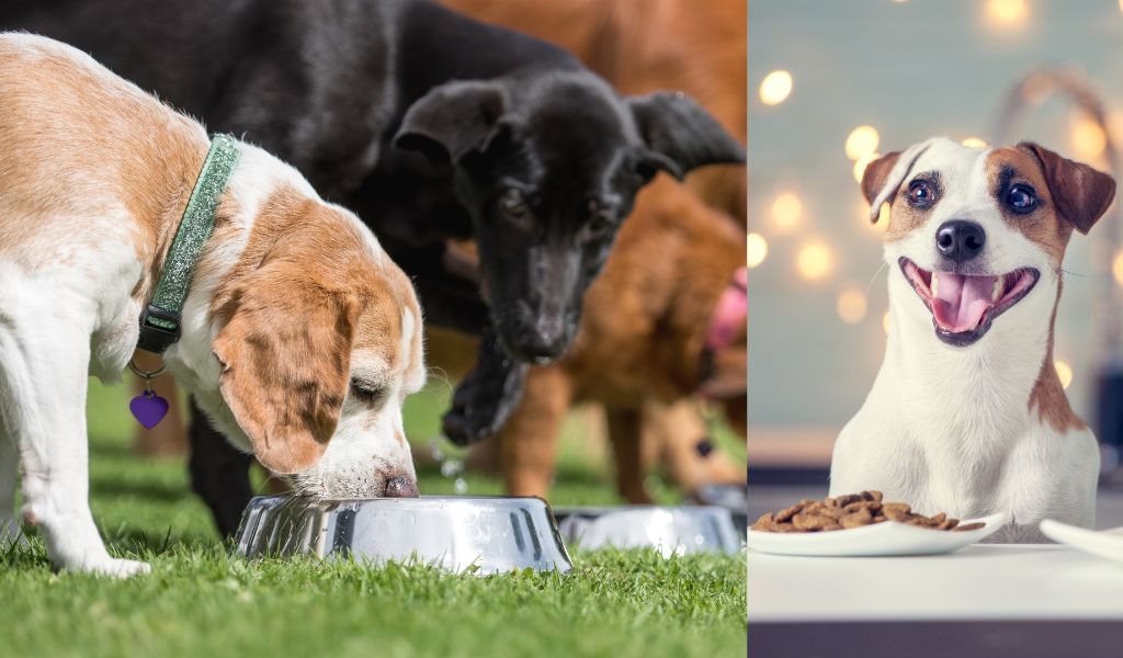 Feeding Your Dog: A Complete Guide to Proper Nutrition