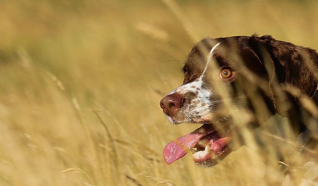 how often should you take a springer spaniel for a walk