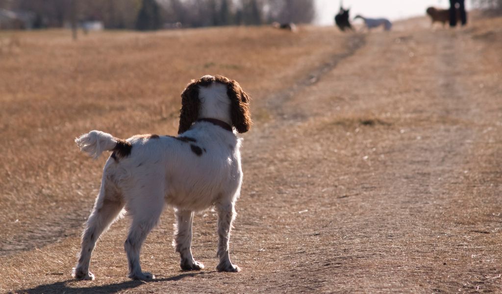 How often should you take your Springer spaniel for a walk?