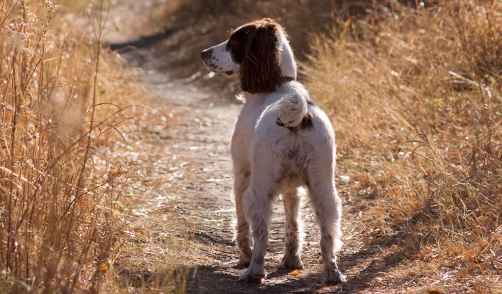 How often should you take your Springer spaniel for a walk?