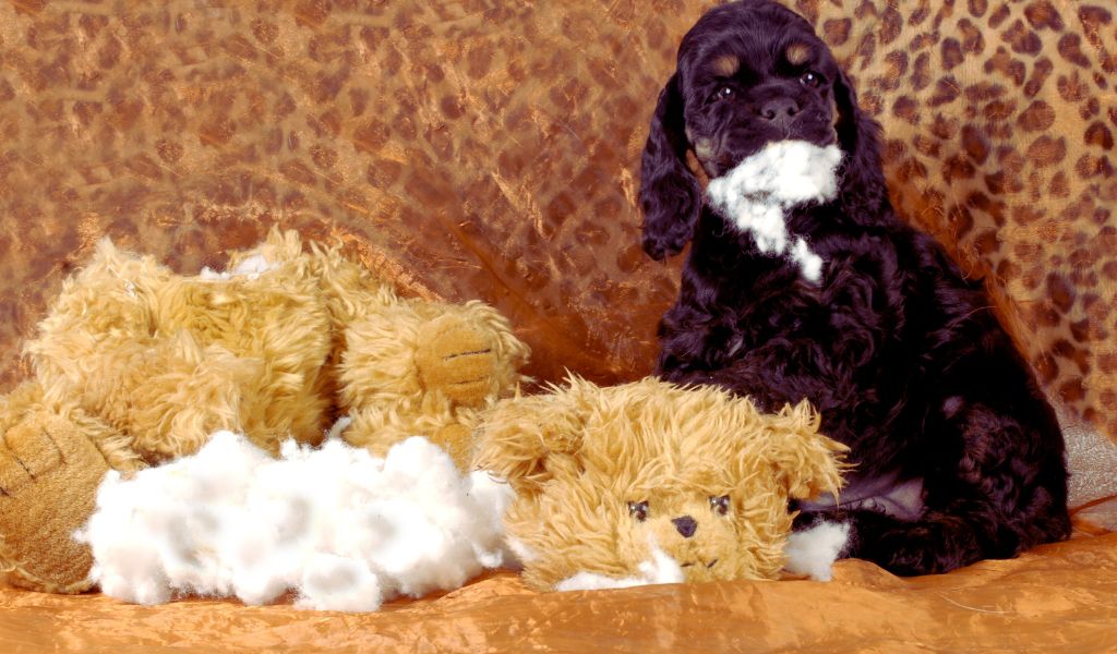 Do Cocker spaniels chew? 2 Do Cocker spaniels chew?