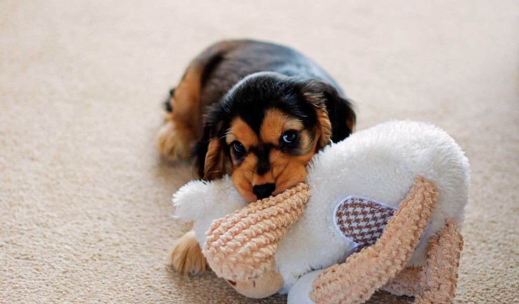 Do Cocker spaniels chew?