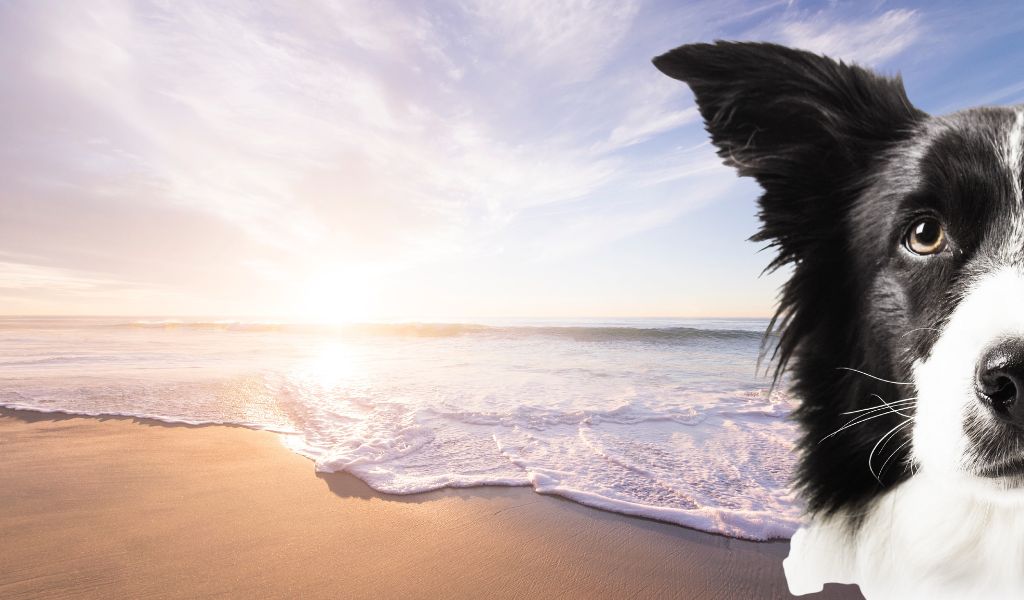 dog on beach