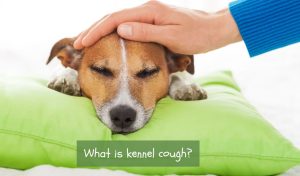 What is kennel cough