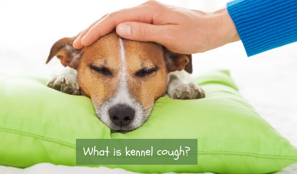 What is Kennel Cough?