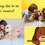 Understanding your dog’s need to lie on you