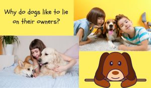 why do dogs lie on their owners