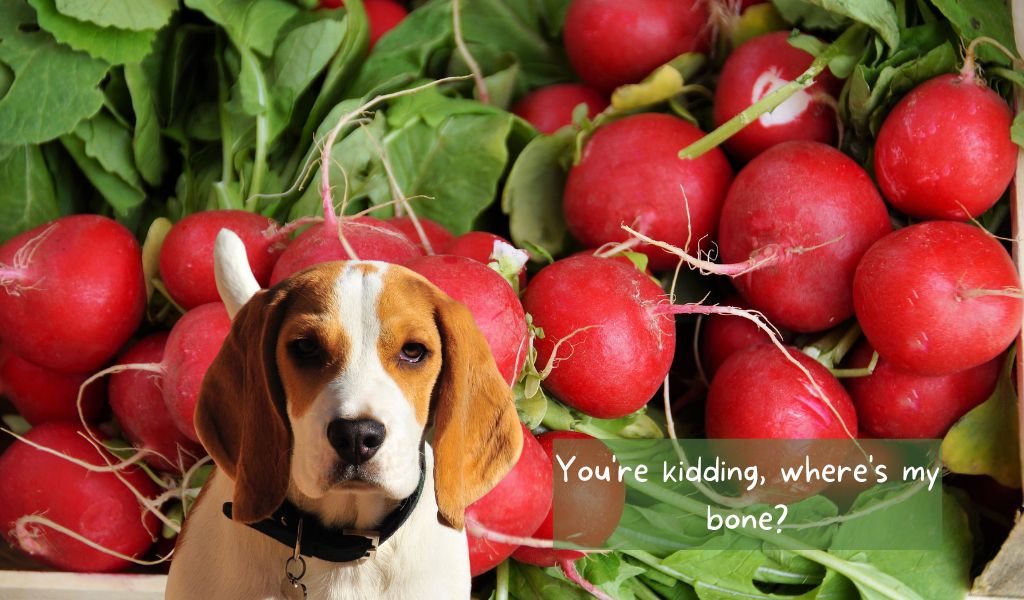 can dogs eat radish