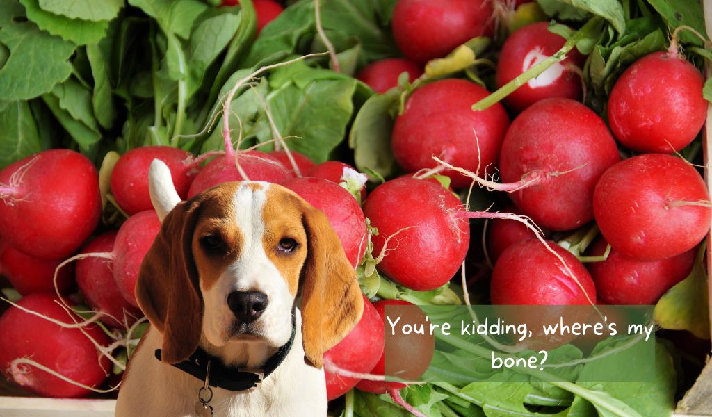 Can dogs eat radish? 8 can dogs eat radish