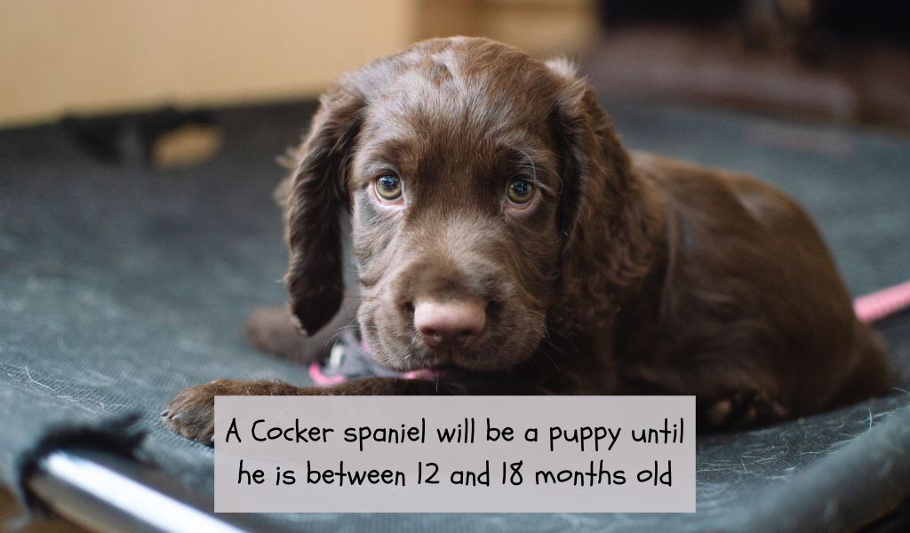 What age is a Cocker spaniel not a puppy?