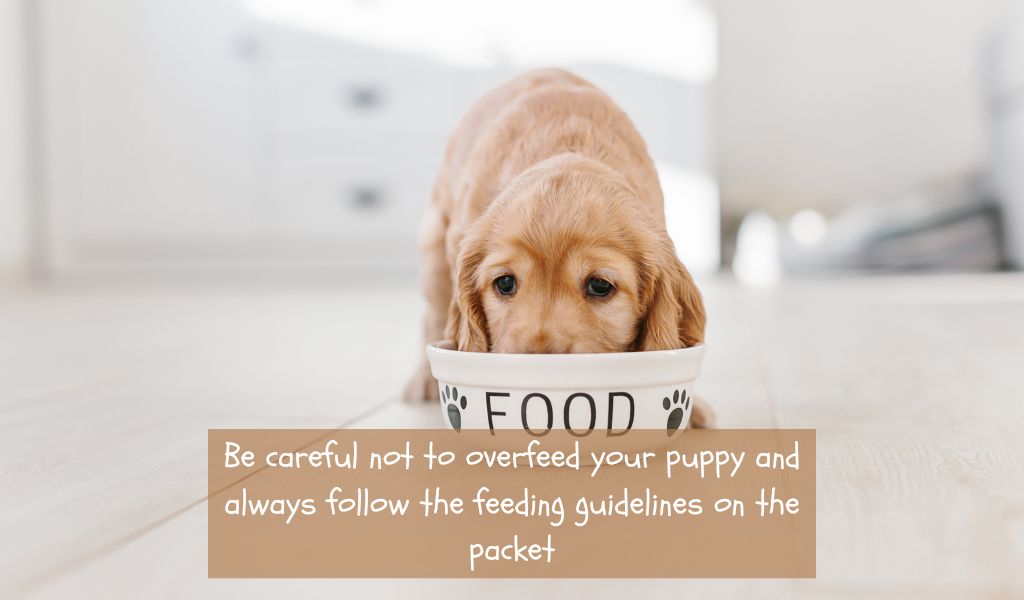 The Ultimate Guide to Feeding Your Puppy