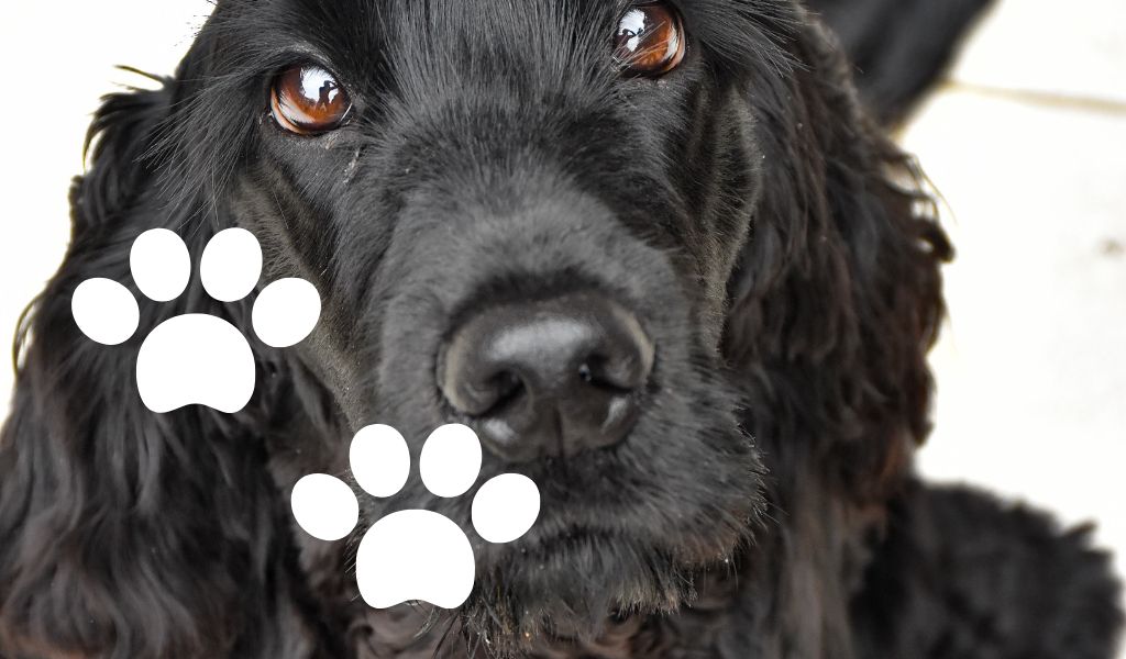 Why does my Cocker spaniel stare at me?