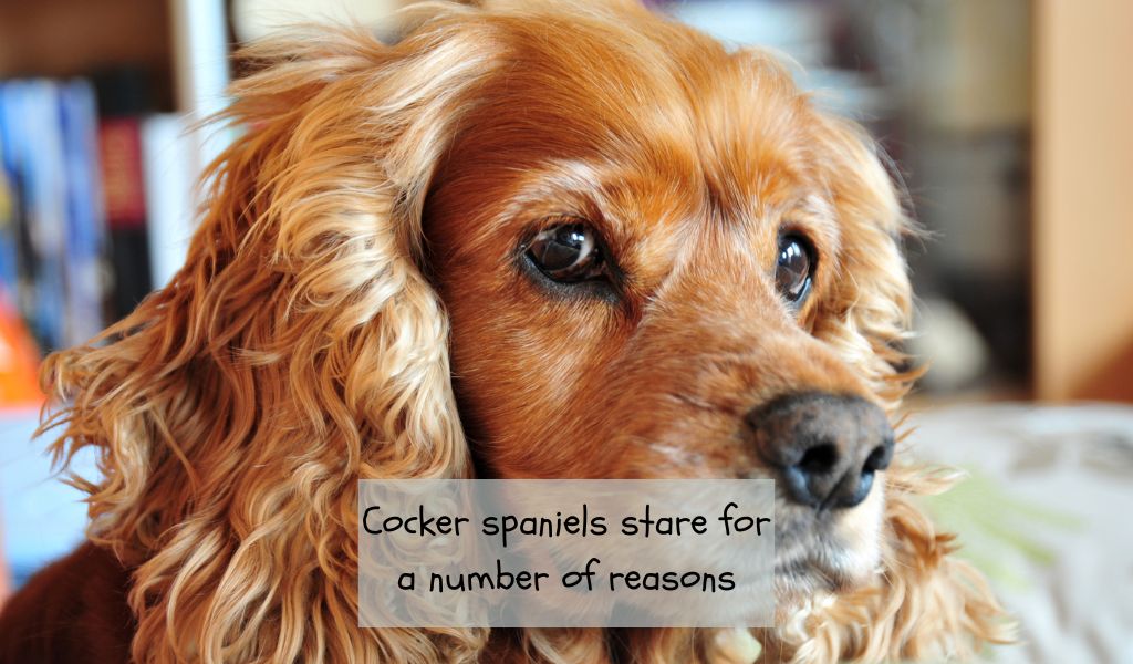 why do cocker spaniels stare